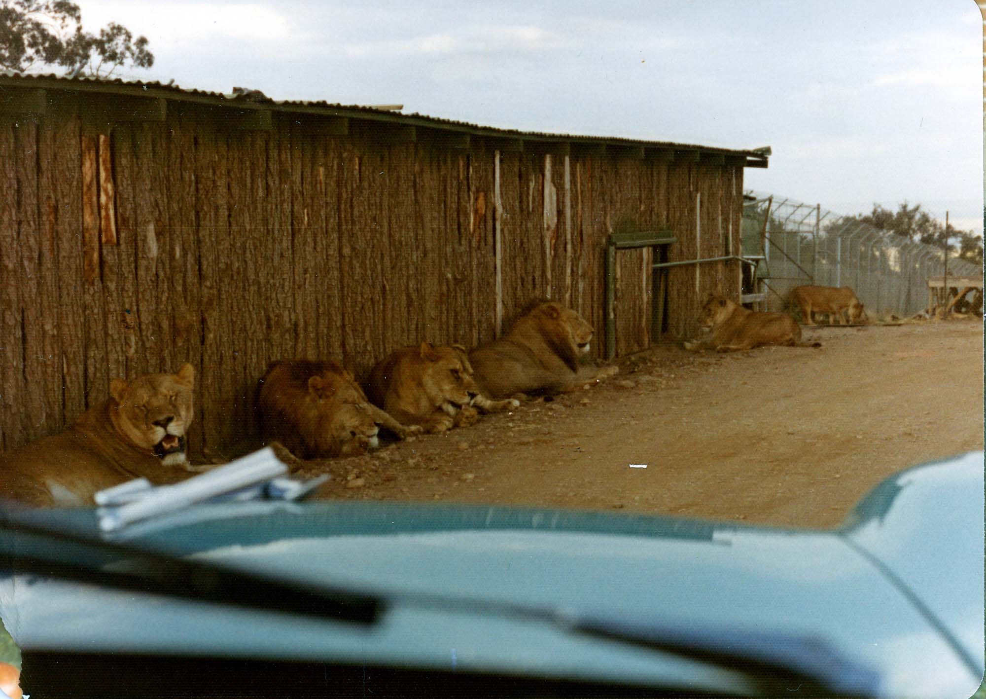 lion park mail.jpg