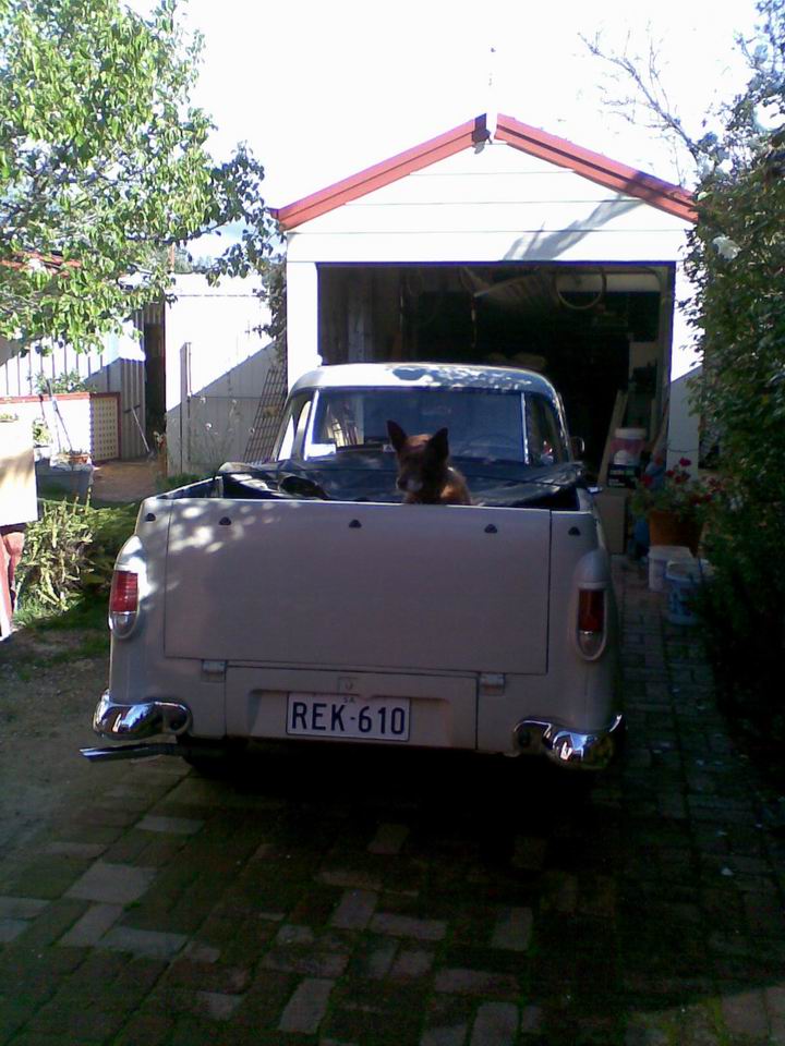Our Kelpie mutt